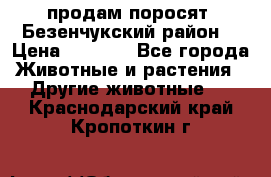 продам поросят .Безенчукский район  › Цена ­ 2 500 - Все города Животные и растения » Другие животные   . Краснодарский край,Кропоткин г.